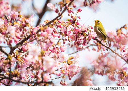河津桜とメジロ 125932483