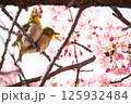 河津桜とメジロ 125932484