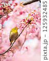 河津桜とメジロ 125932485
