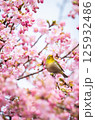 河津桜の蜜を吸うメジロ 125932486