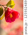 赤い椿 125932489