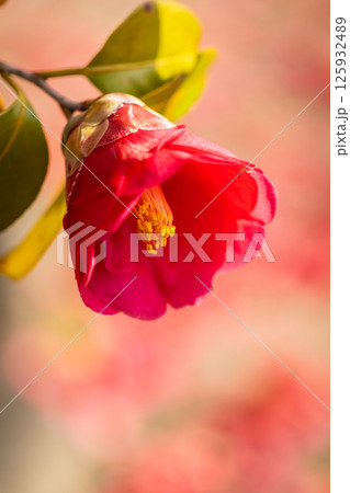 赤い椿 125932489