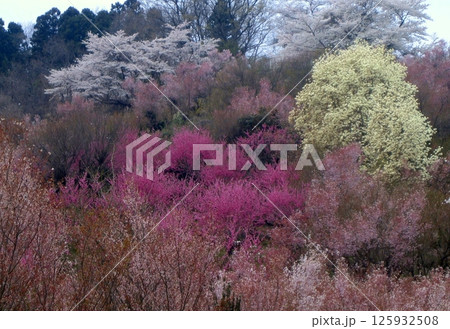 花見山に春がきた 花見山に春がきた 125932508