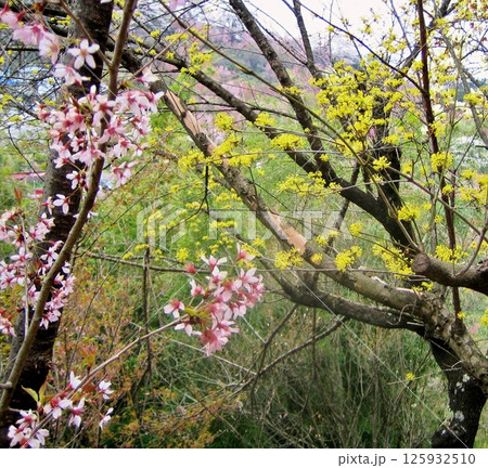 花見山に春がきた 花見山に春がきた 125932510