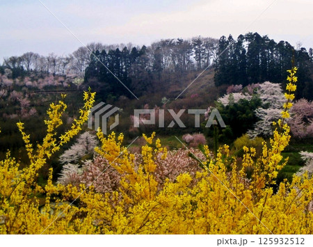 花見山に春がきた 花見山に春がきた 125932512