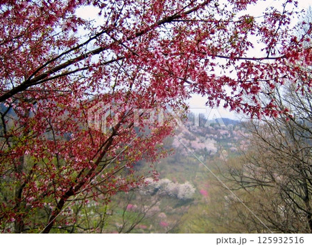 花見山に春がきた 花見山に春がきた 125932516