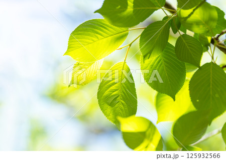 ソメイヨシノの若葉を透けてくる春の光 ソメイヨシノの若葉を透けてくる春の光 125932566