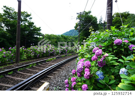 あじさい 125932714