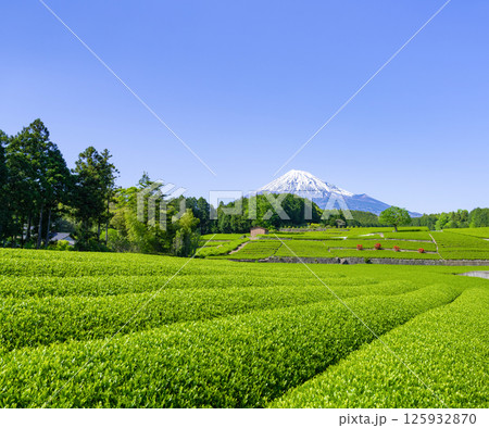 静岡県富士市　大淵笹場の茶畑 125932870