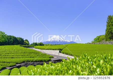 静岡県富士市 大淵笹場の茶畑 静岡県富士市 大淵笹場の茶畑 125932876