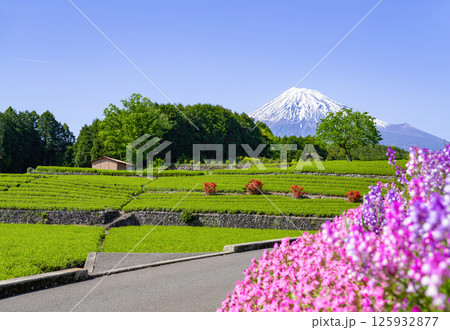 静岡県富士市 大淵笹場の茶畑 静岡県富士市 大淵笹場の茶畑 125932877