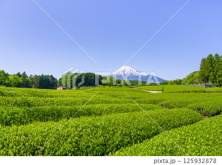 静岡県富士市　大淵笹場の茶畑 125932878