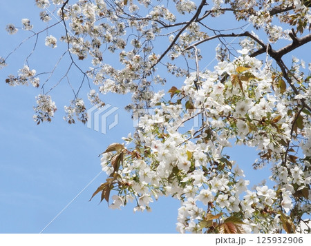青空に映える桜 春の息吹を感じる 冬の正解から春の世界へ 季節の変化を全身で感じる。 青空に映える桜 春の息吹を感じる 冬の正解から春の世界へ 季節の変化を全身で感じる。 125932906