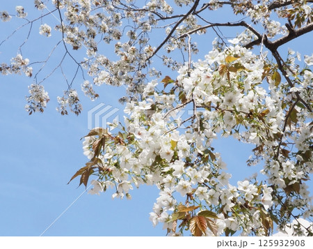青空に映える桜 春の息吹を感じる　冬の正解から春の世界へ　季節の変化を全身で感じる。 125932908