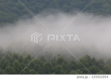 霧に包まれた森 125932954