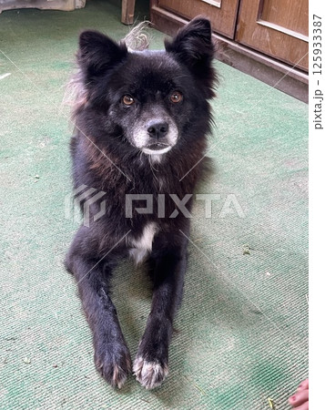 黒い犬 黒い犬 125933387