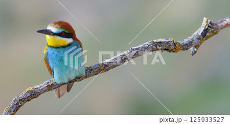 Bee-eater, Spain 125933527