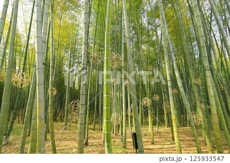 栃木県宇都宮市 若竹の杜　孟宗竹の竹林 125933547