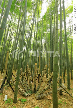 栃木県宇都宮市 若竹の杜 孟宗竹の竹林 栃木県宇都宮市 若竹の杜 孟宗竹の竹林 125933556