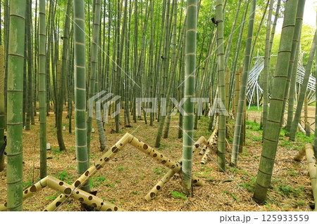 栃木県宇都宮市 若竹の杜 孟宗竹の竹林 栃木県宇都宮市 若竹の杜 孟宗竹の竹林 125933559