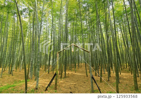 栃木県宇都宮市 若竹の杜 孟宗竹の竹林 栃木県宇都宮市 若竹の杜 孟宗竹の竹林 125933568