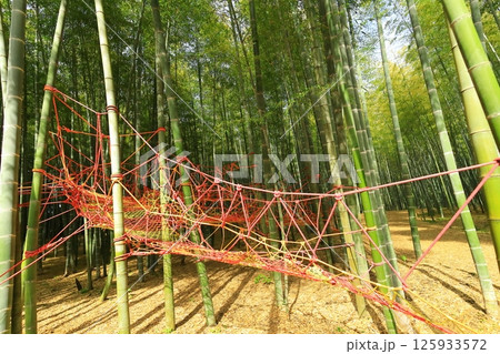 栃木県宇都宮市 若竹の杜　孟宗竹の竹林 125933572