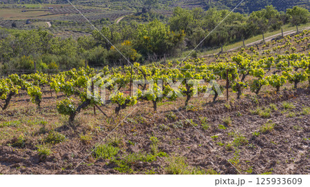 Vineyard Plantation, Spain Vineyard Plantation, Spain 125933609