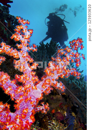Multi-branched Coral Trees, Maldives Multi-branched Coral Trees, Maldives 125933610