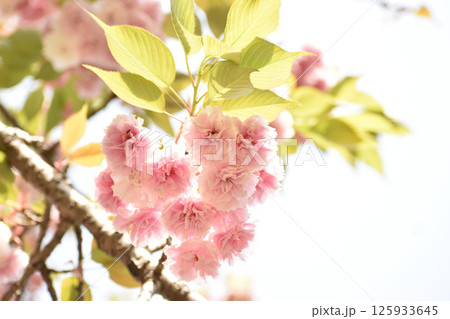 晴れやかに咲く桜　普賢象 125933645