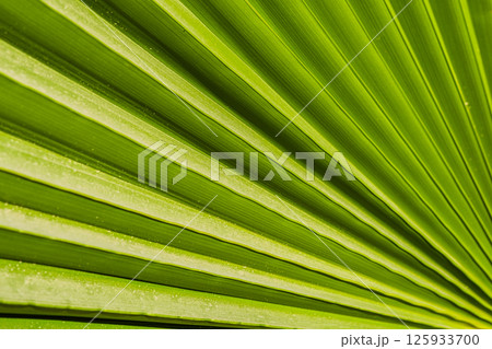 Green leaves pattern. Natural background. Texture of green leaves on the tree. Summer background	 125933700