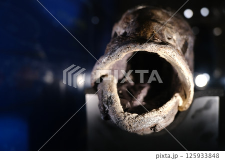 最近発見された深海魚のヨコヅナイワシを前面から口の中まで撮影した写真 最近発見された深海魚のヨコヅナイワシを前面から口の中まで撮影した写真 125933848