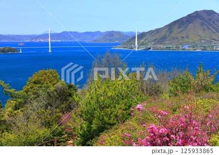 【愛媛県】桜咲く春の伯方島開山公園と多々羅大橋（しまなみ海道） 125933865