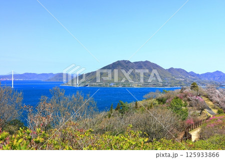 【愛媛県】桜咲く春の伯方島開山公園と多々羅大橋（しまなみ海道） 125933866