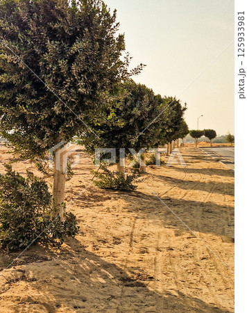 Old olive trees in the garden. Meadow with the trees	 125933981