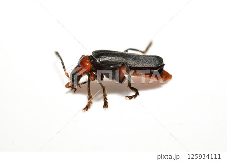 Soft-bodied beetle, side view. 125934111