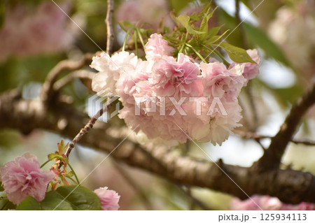 華やかに咲く八重咲の桜　普賢象 125934113