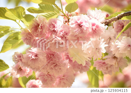華やかに咲く八重咲の桜　普賢象 125934115