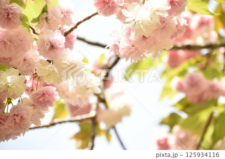 華やかに咲く八重咲の桜 普賢象 華やかに咲く八重咲の桜 普賢象 125934116