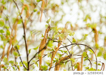 Fresh Green Leaves and Catkins on Birch Tree Branch in Springtime. Fresh Green Leaves and Catkins on Birch Tree Branch in Springtime. 125934341