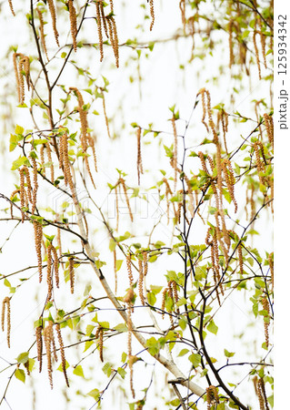 Birch Tree Branches with Catkins and Young Green Leaves. Nature Awakening in Spring Season. 125934342