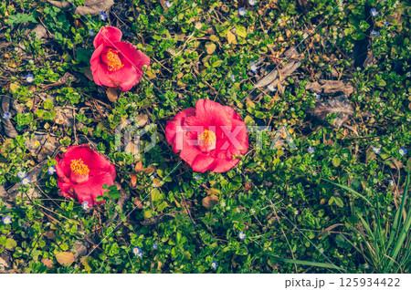 地面に落ちた椿の花 地面に落ちた椿の花 125934422