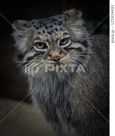 見つめる猫 見つめる猫 125934491