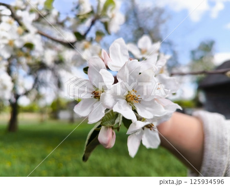 Woman's hand holds a branch of a blossoming apple tree. Spring time. Apple tree blossoms in May on a sunny day. White flowers and young green leaves close-up. 125934596