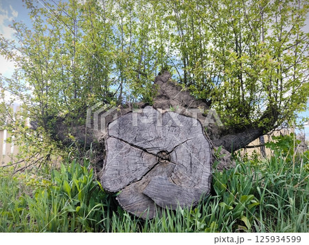 New green shoots growing from an old tree stump in a rural area, symbolizing regeneration and resilience in nature. stump of a tree from which new green plants grow 125934599