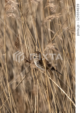 Reed bunting perched among dense reeds in evening light Reed bunting perched among dense reeds in evening light 125934639