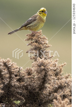 Yellowhammer sitting on top of gorse bush Yellowhammer sitting on top of gorse bush 125934640