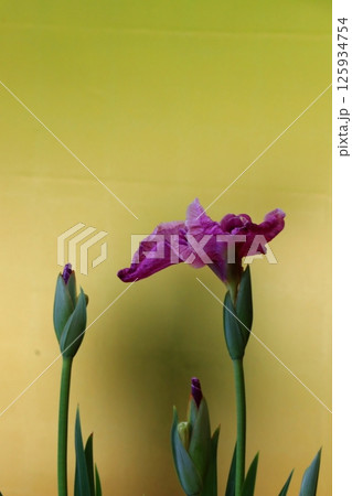 涼しげな色合いの花菖蒲 涼しげな色合いの花菖蒲 125934754