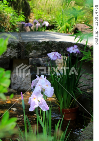 花菖蒲園に咲くピンク色のショウブ 125934758