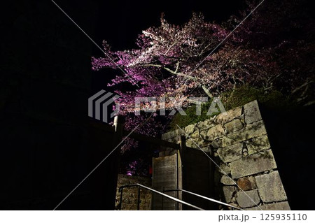 ライトアップされた夜桜 125935110