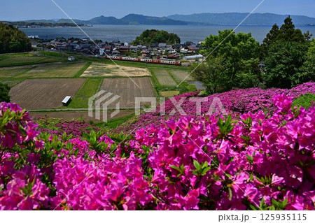 ツツジとやくも 125935115